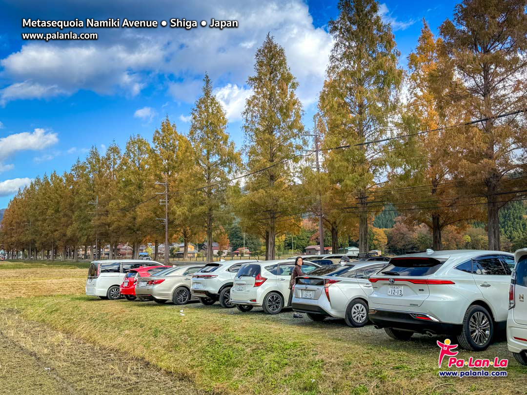 Metasequoia Namiki Avenue